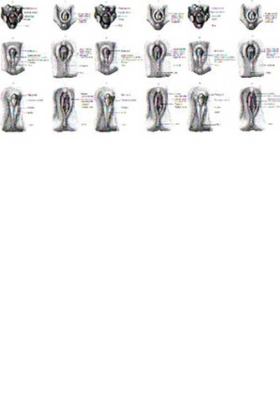 SNPMethod2.0-TheCompleteGuidetoPenisEnlargementandRestorationofErectileFunction（MaverickMichaelJ.）（Lulu.com2018）